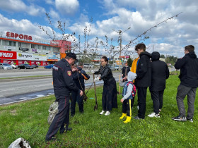 Сегодня на проспекте Курчатова в районе 48 дома высадили яблони Шейдеккера.